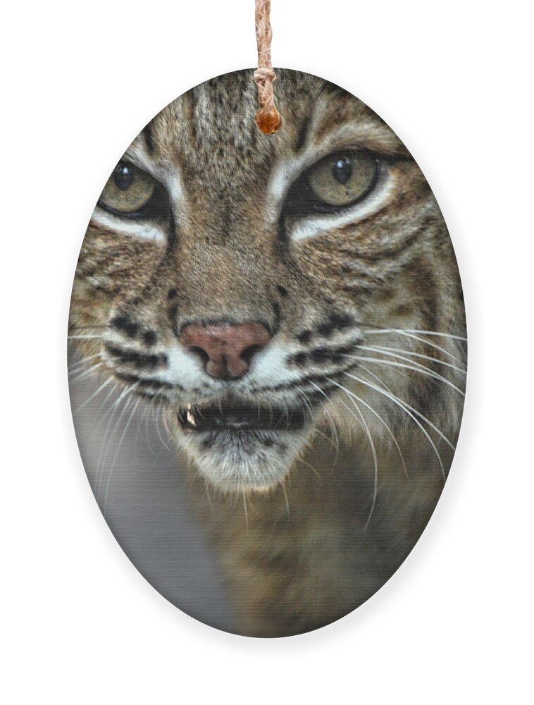 Bobcat Ornament featuring the photograph Bobcat Stare by Maggy Marsh