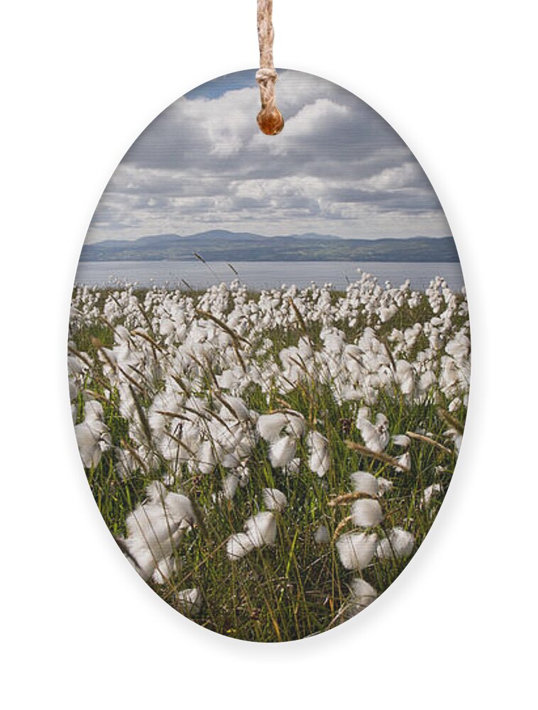 Binevenagh Ornament featuring the photograph Bog Cotton on Binevenagh by Nigel R Bell