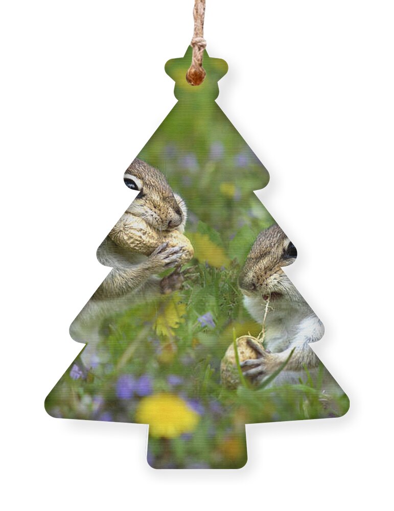 Chipmunks Ornament featuring the photograph Bountiful Generosity by Christina Rollo