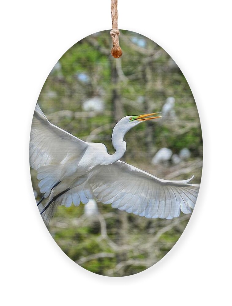 Egret Ornament featuring the photograph Breeding Great Egret In Flight by Kathy Baccari
