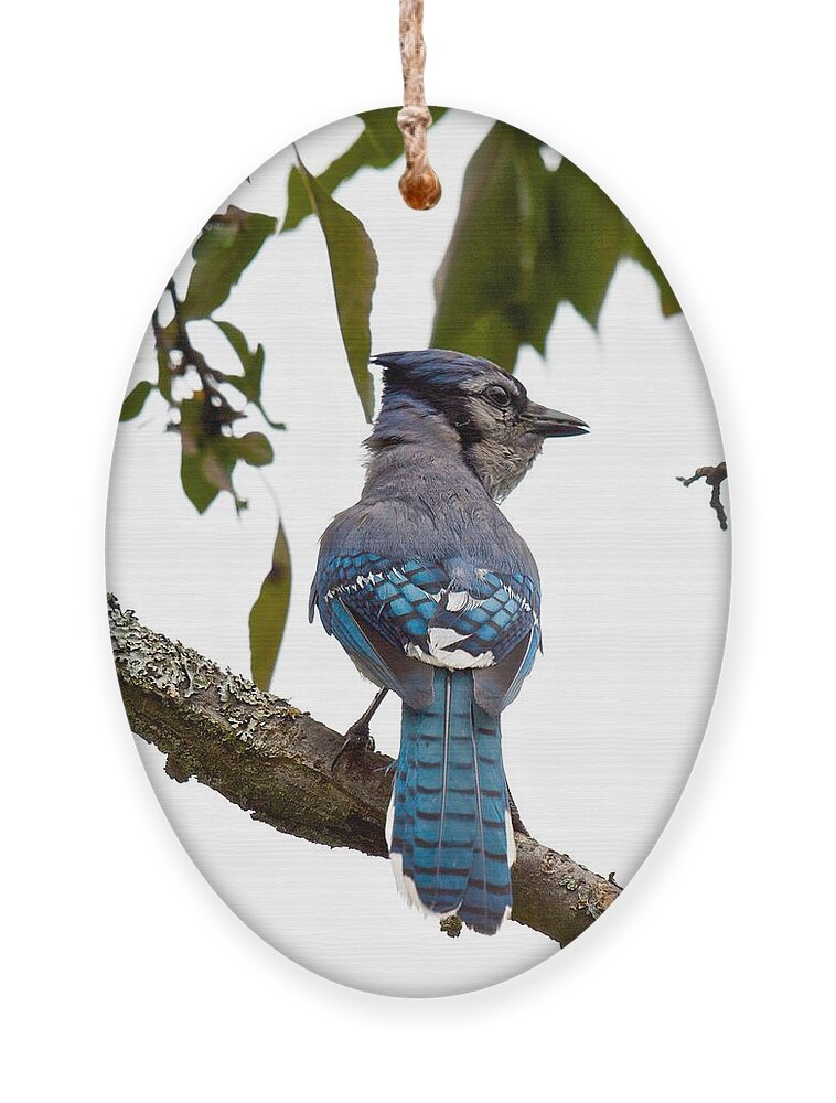 Blue Jay Cyanocitta Crostata Ornament featuring the photograph Bringing Food Back to the Nest by Kristin Hatt