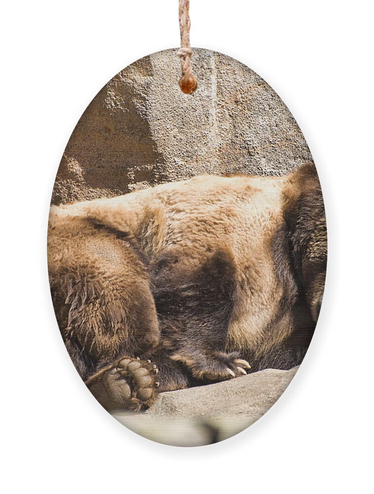 Brown Bear Ornament featuring the photograph Brown bear asleep again by Flees Photos