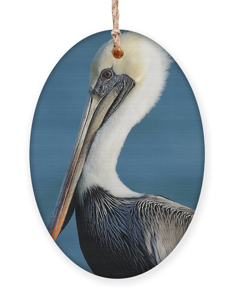 Pelican Ornament featuring the photograph Brown Pelican Portrait by Bradford Martin