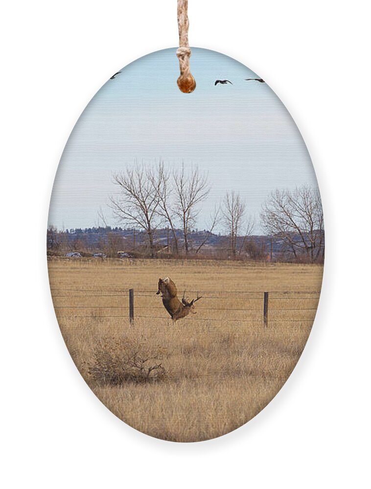 Deer Jumping Phoograph Ornament featuring the photograph Bucks and Geese by Jim Garrison