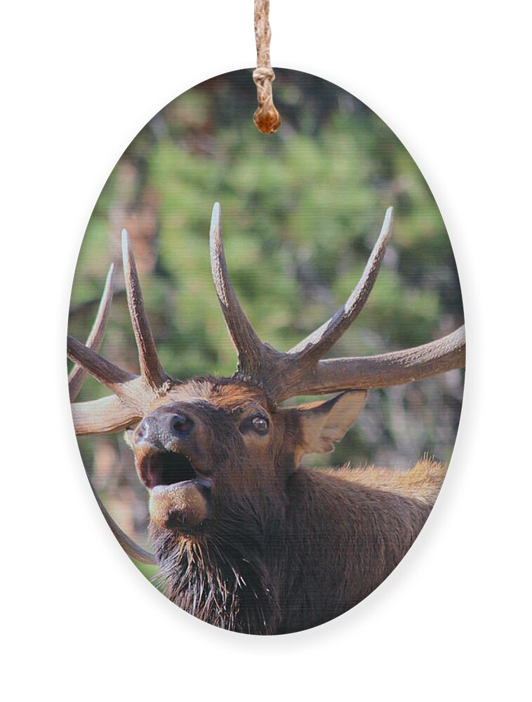 Elk Ornament featuring the photograph Bugling Bull by Shane Bechler