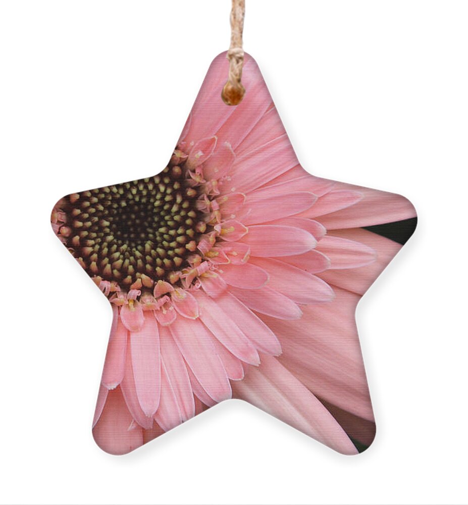 Flower Ornament featuring the photograph Burst of Pink by Jayne Carney