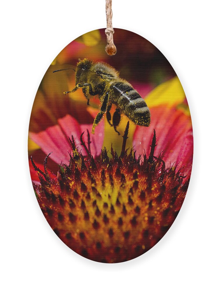 Busy Bee Buzzing Ornament featuring the photograph Busy Buzzing Bee by Jordan Blackstone