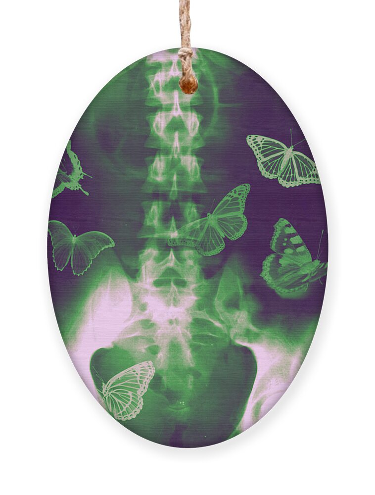 Butterflies Ornament featuring the photograph Butterflies in the stomach by Guy Viner