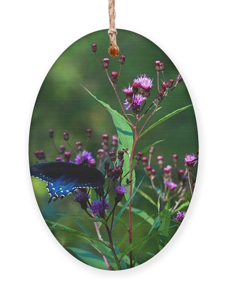 Carol R Montoya Ornament featuring the photograph Butterflies Three by Carol Montoya