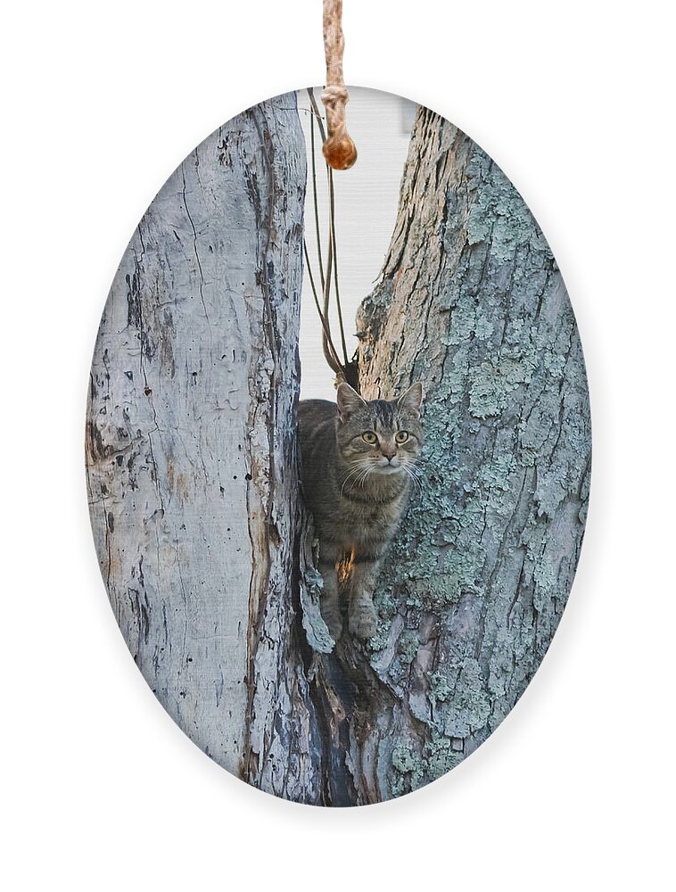 Cat Ornament featuring the photograph Cat On The Lookout by Holden The Moment