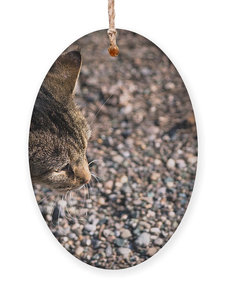 Cat Ornament featuring the photograph Cat On The Prowl by Holden The Moment