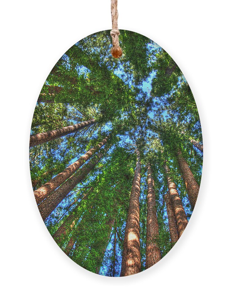 Redwood Trees Ornament featuring the photograph Cathedral Redwood Grove by Lisa Chorny