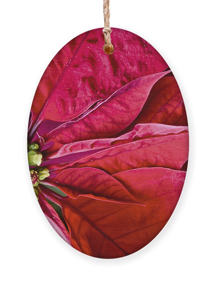 Bloom Ornament featuring the photograph Christmas Petals by Christi Kraft