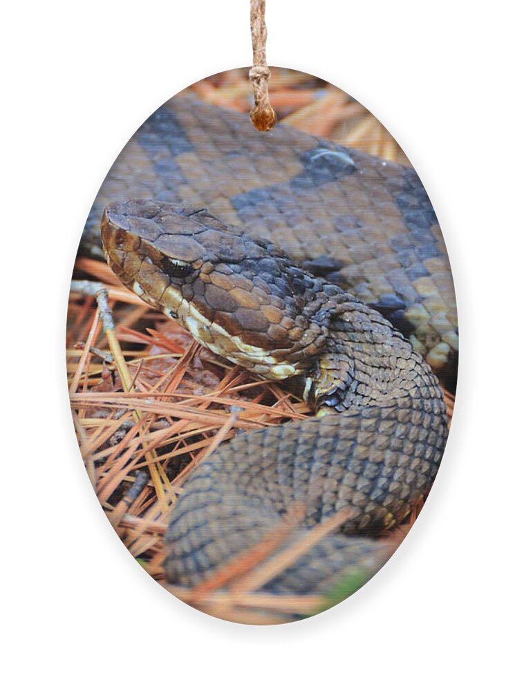 Snakes Ornament featuring the photograph Christmas Surprise by Kathy Baccari