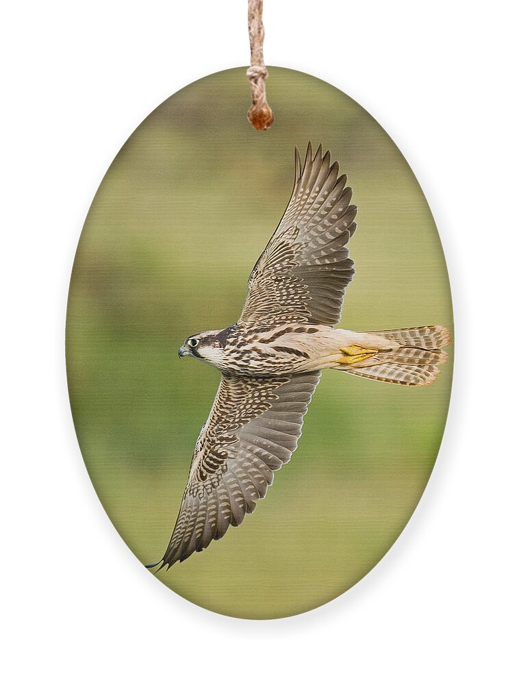 Photography Ornament featuring the photograph Close-up Of A Lanner Falcon Flying by Panoramic Images