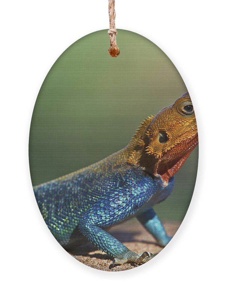 Festblues Ornament featuring the photograph Colorful Awesomeness... by Nina Stavlund