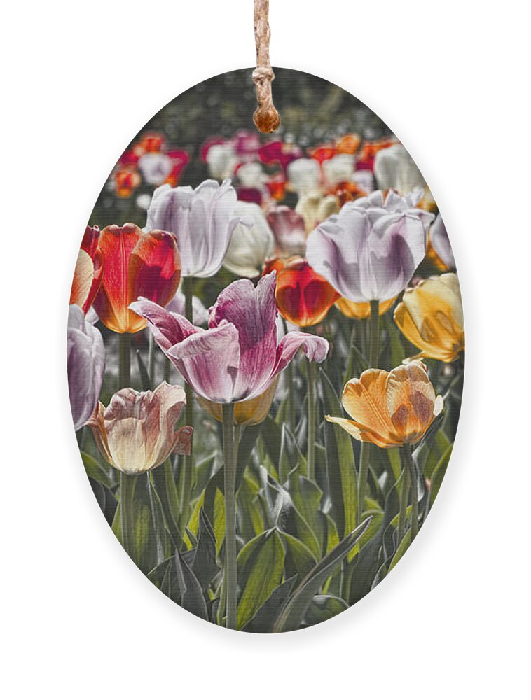 Tulip Ornament featuring the photograph Colorful Tulips in the Sun by Sharon Popek