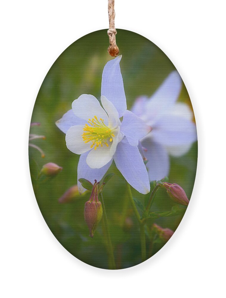 Columbine Ornament featuring the photograph Columbine by Darren White