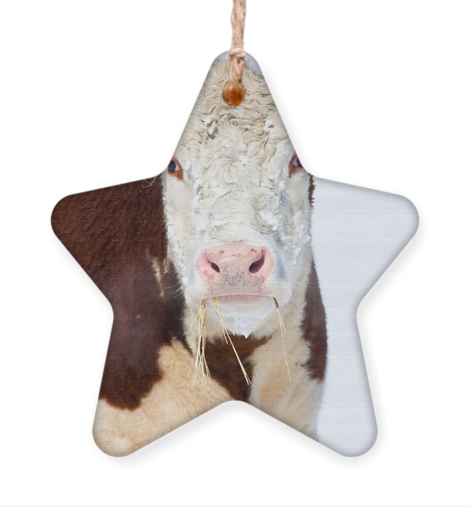 Cow Ornament featuring the photograph Cow by James BO Insogna