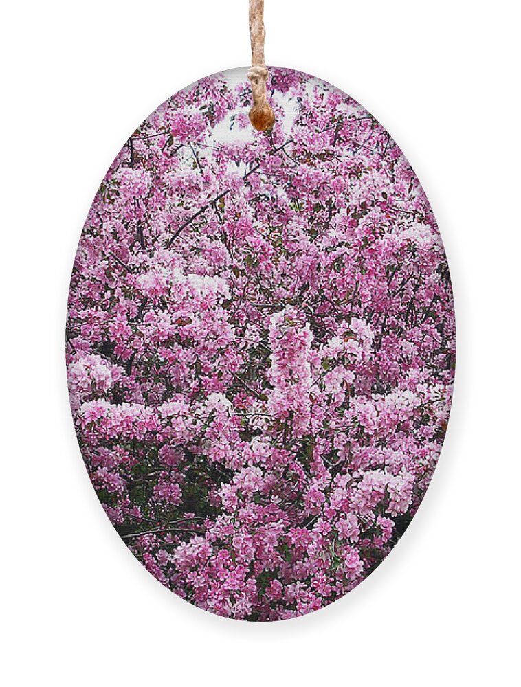 Crab Apple Tree Ornament featuring the photograph Crab Apple Tree by Aimee L Maher ALM GALLERY