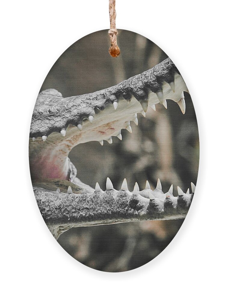 Croc Ornament featuring the photograph Croc's Shiny Whites by Rich Collins