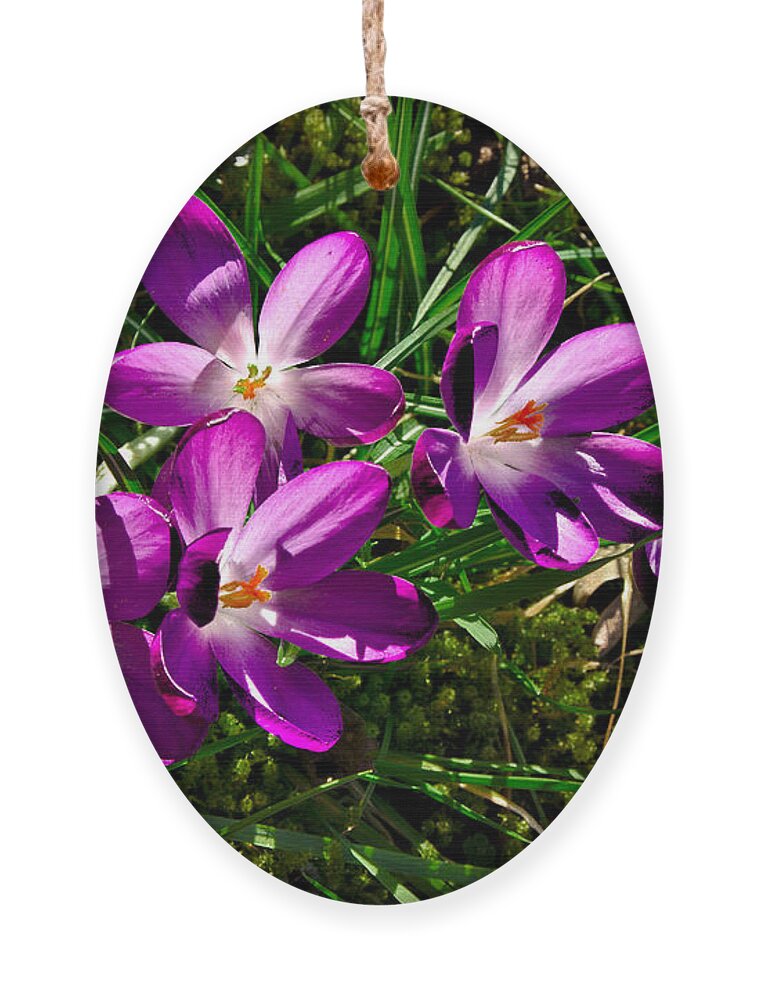 Spring Ornament featuring the photograph Crocus in the Grass by Jeremy Hayden