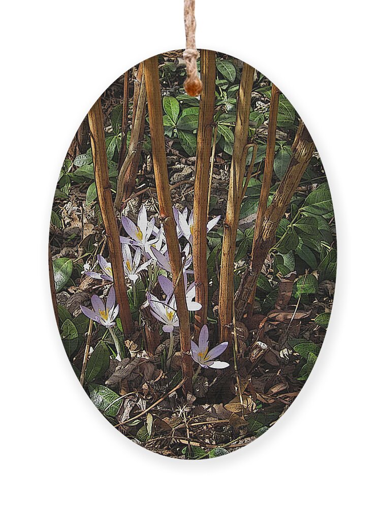 Crocus Ornament featuring the photograph Crocuses and Raspberry Canes by Donald S Hall
