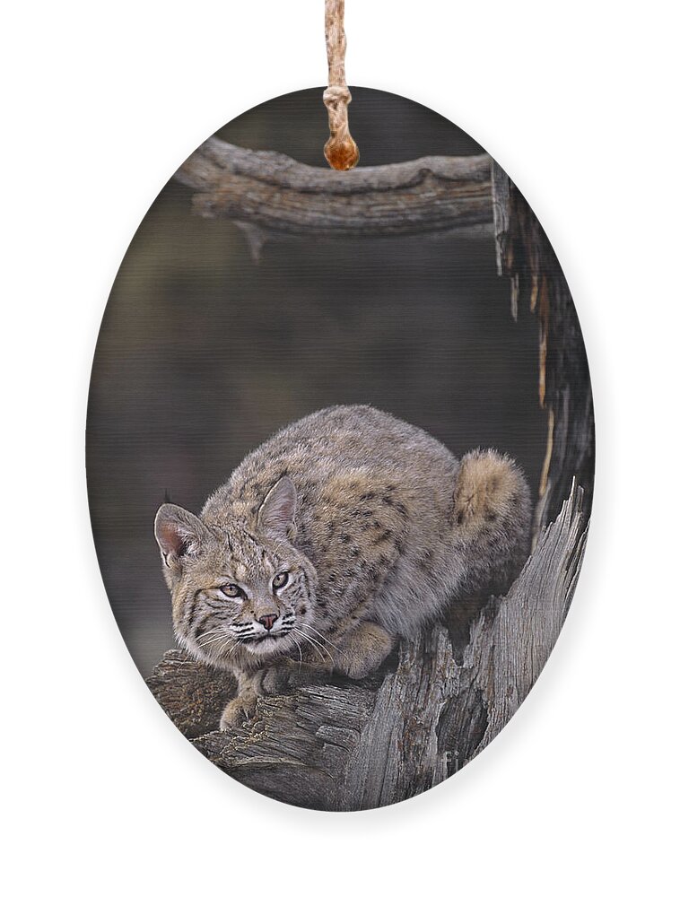 North America Ornament featuring the photograph Crouching Bobcat Montana Wildlife by Dave Welling
