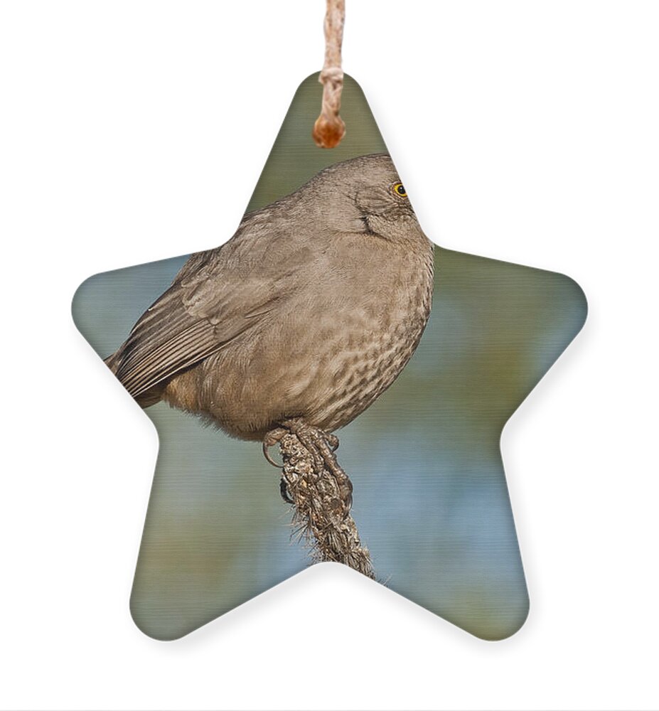 Animal Ornament featuring the photograph Curve-Billed Thrasher by Jeff Goulden
