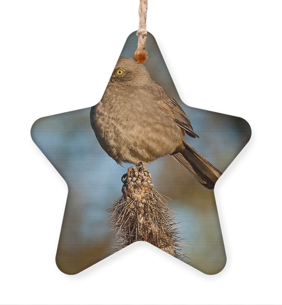 Animal Ornament featuring the photograph Curve-Billed Thrasher on a Cactus by Jeff Goulden