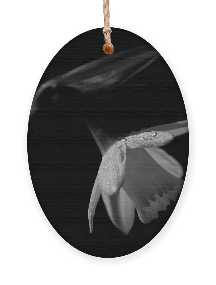 Daffodil Ornament featuring the photograph Daffodil by Nigel R Bell