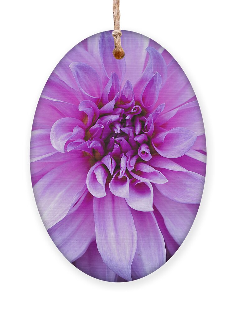 Asteraceae Ornament featuring the photograph Dahlia Dahling by Christi Kraft