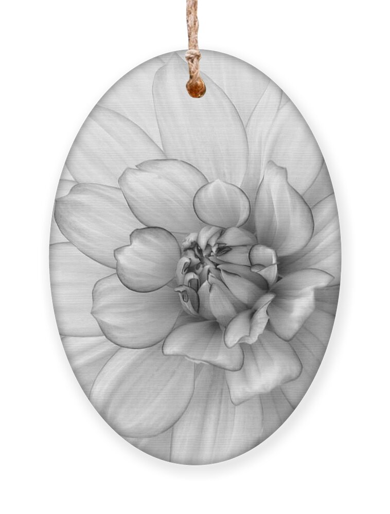 Dahlia Ornament featuring the photograph Dahlia Flower Black and White by Kim Hojnacki