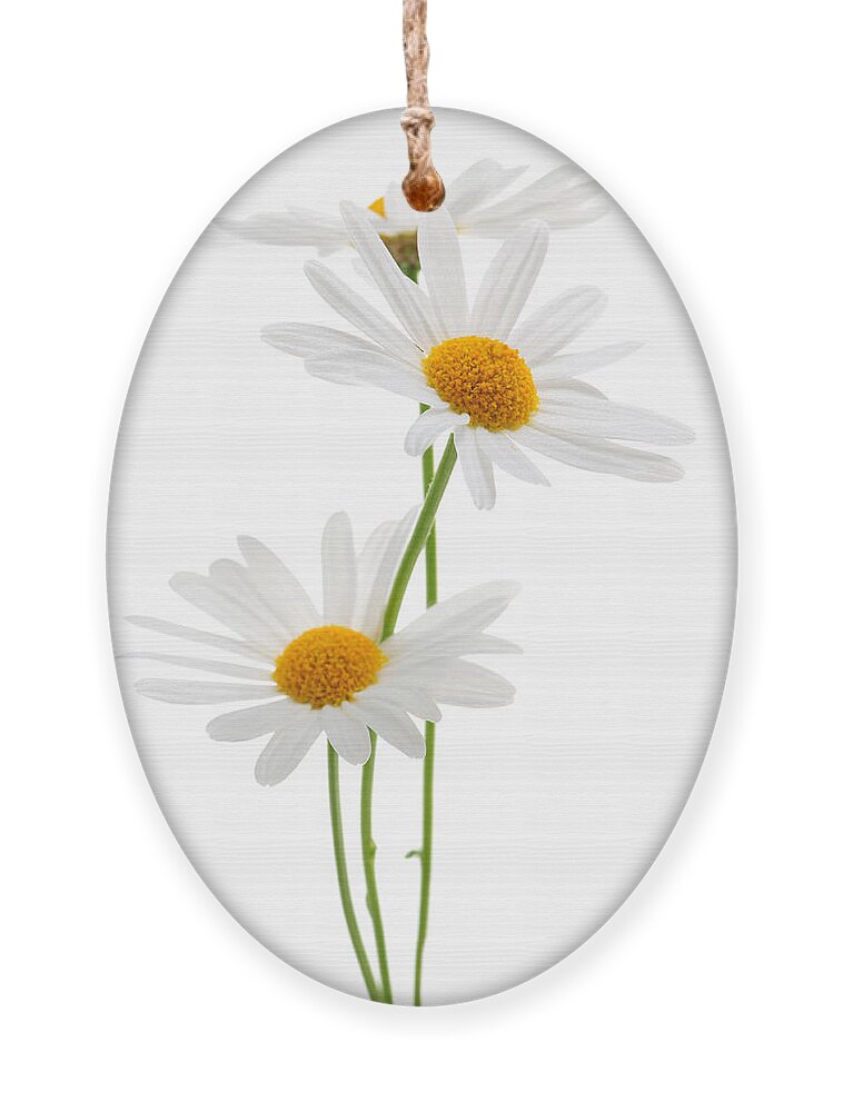 Daisy Ornament featuring the photograph Daisies on white background by Elena Elisseeva