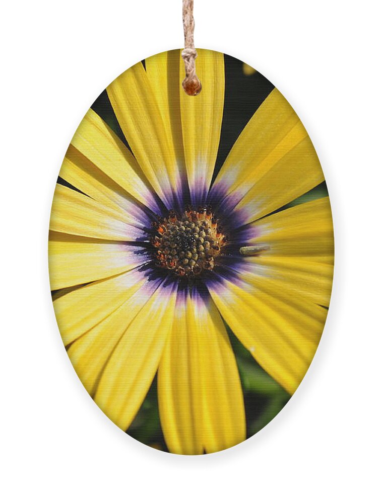 Daisy Ornament featuring the photograph Daisy by Gwen Gibson
