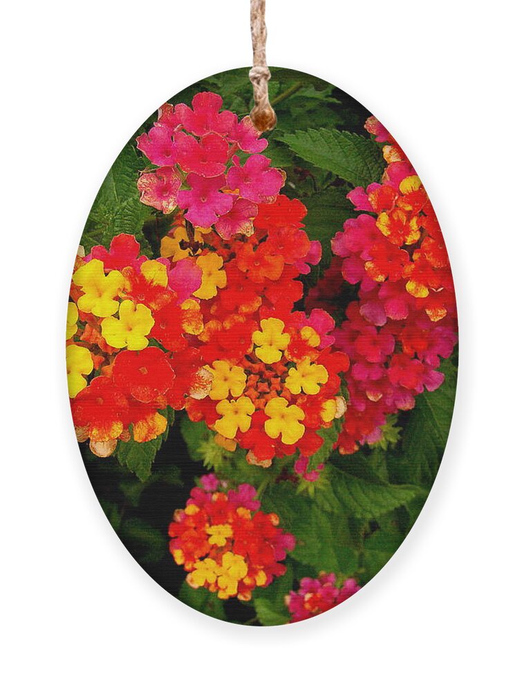 Fine Art Ornament featuring the photograph Day Glo Summer by Rodney Lee Williams