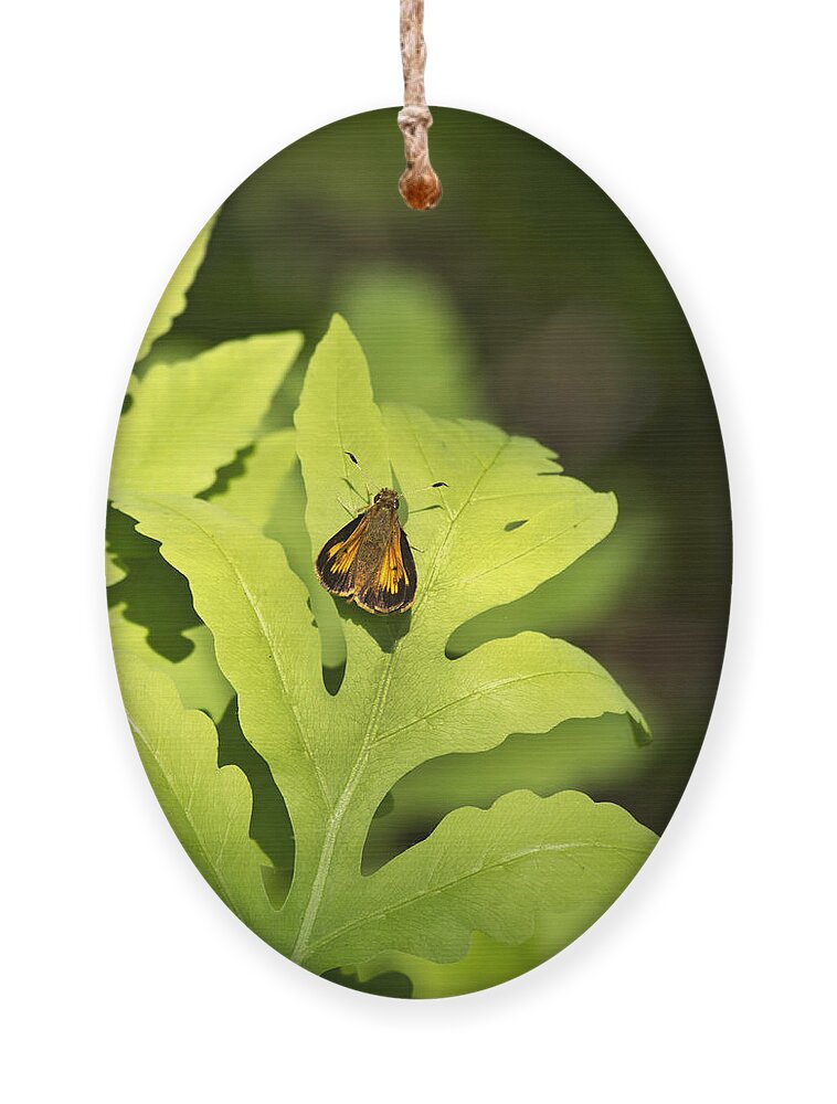Butterfly Ornament featuring the photograph Delaware Skipper by Christina Rollo