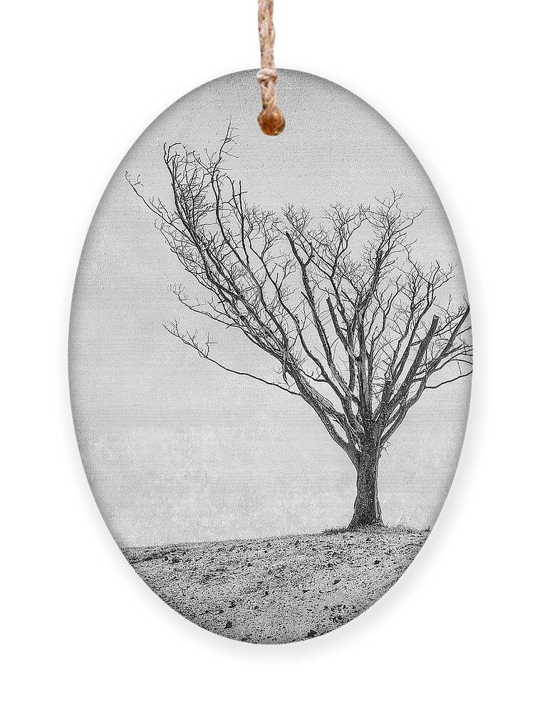 Landscape Photography Ornament featuring the photograph Desperate Reach by Scott Norris