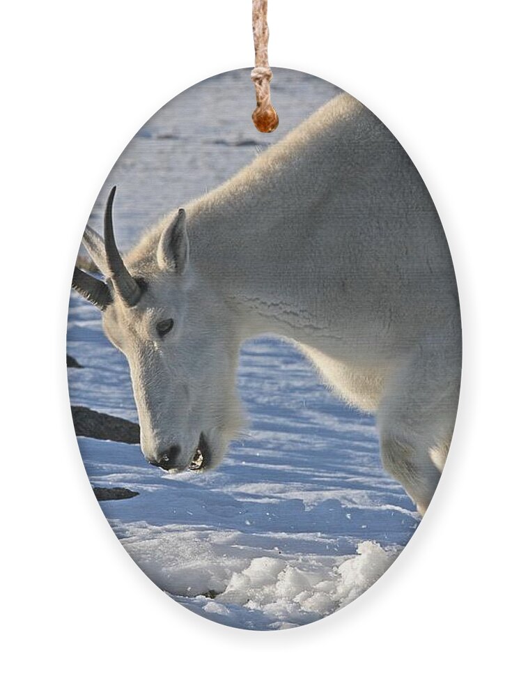 Mountain Goat Ornament featuring the photograph Digging for Dinner by Jim Garrison