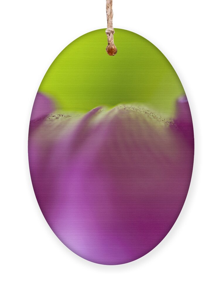 Abstract Ornament featuring the photograph Discovery in Color by Christi Kraft