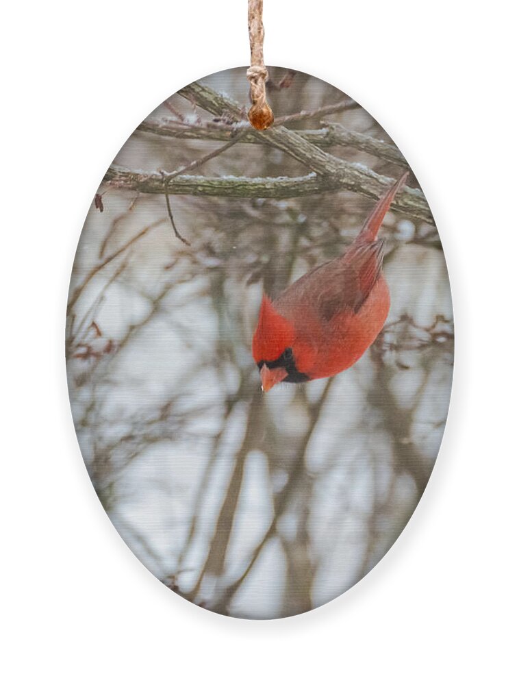 Jan Holden Ornament featuring the photograph Diving Cardinal by Holden The Moment
