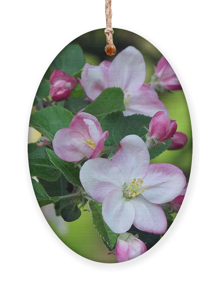 Door County Ornament featuring the photograph Door County Apple Blossoms by David T Wilkinson
