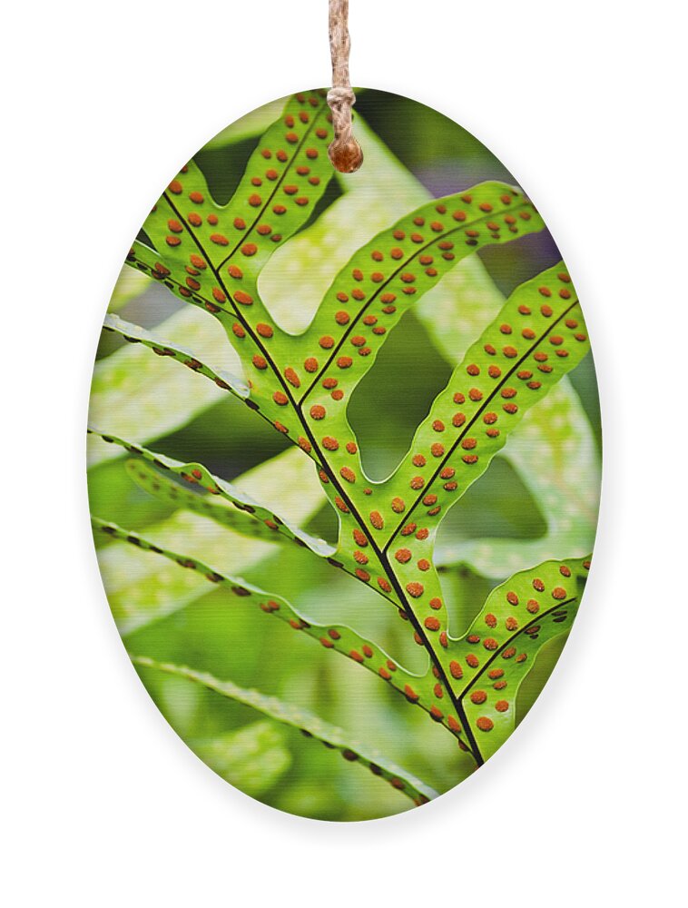 Botanical Ornament featuring the photograph Dotty by Christi Kraft