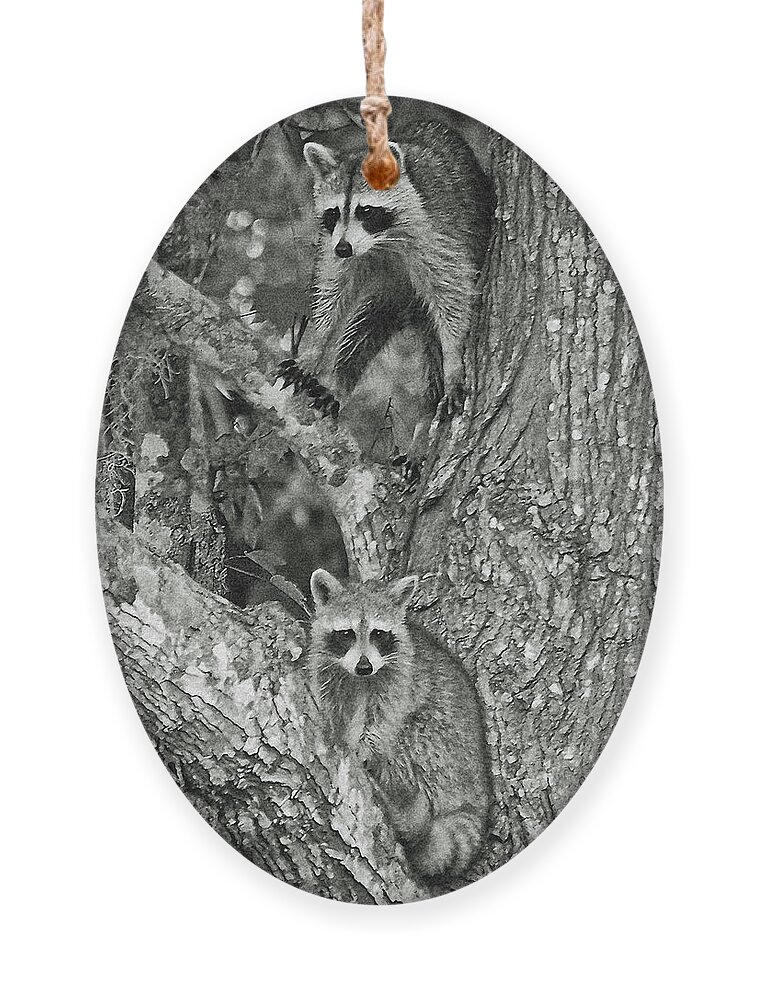 Racoons Ornament featuring the digital art Double Trouble by DigiArt Diaries by Vicky B Fuller