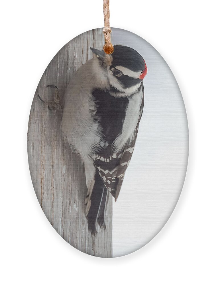 Downy Ornament featuring the photograph Downy Woodpecker by Holden The Moment