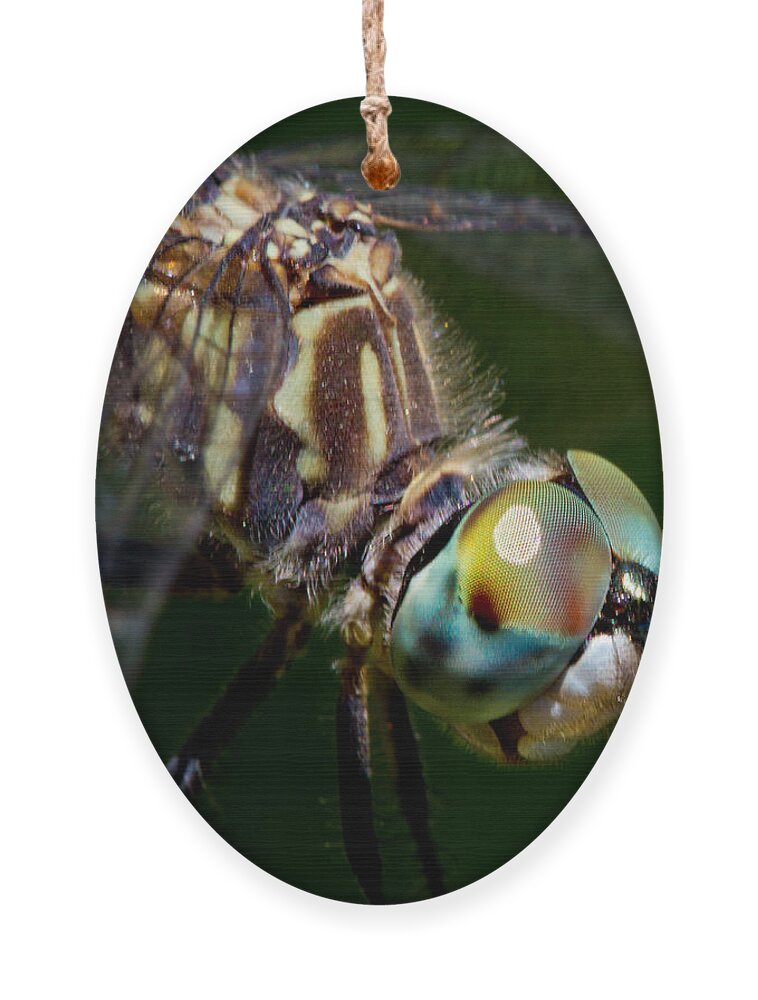 Insect Ornament featuring the photograph Dragons Breath by Robert Woodward