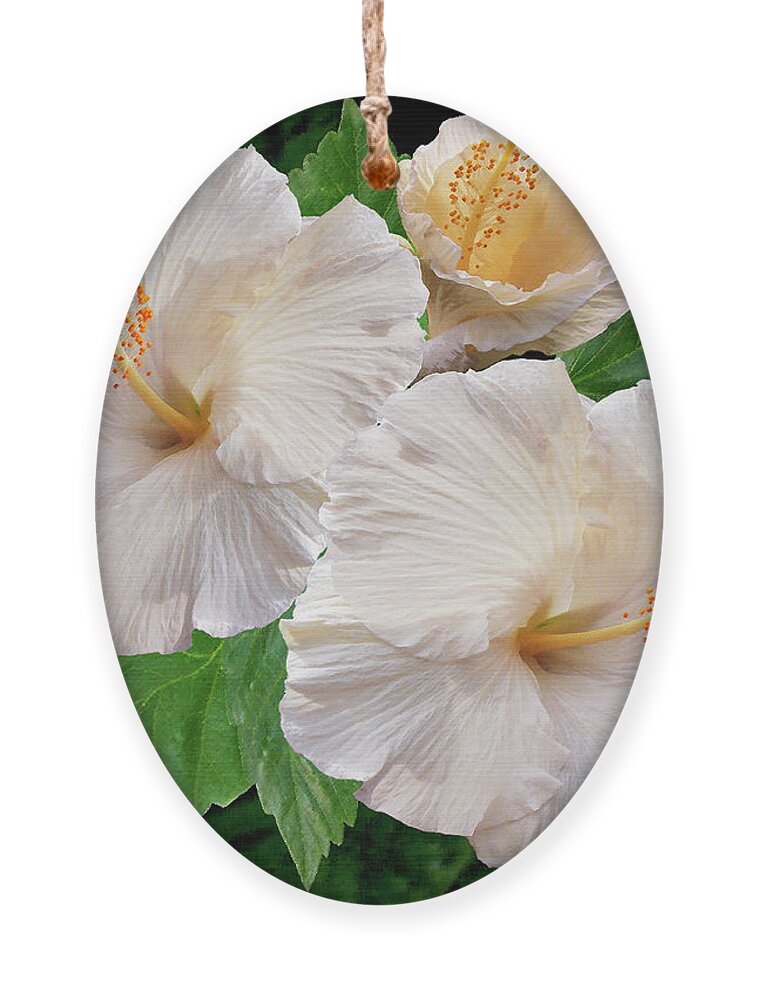 Tropical Flower Ornament featuring the photograph Dreamy Blooms - White Hibiscus by Ben and Raisa Gertsberg