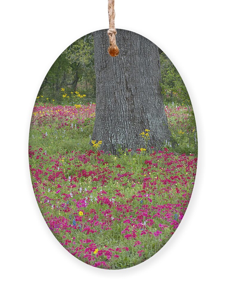 Landscape; Texas; Wildflowers; Crown Tickweed; Drummonds Phlox; Red; Oak Tree; North America; Dave Welling; Photograph; Spring; Fresh; Flowers;landscape; Nature; Scenic; Flora; Native Plants Ornament featuring the photograph Drummonds Phlox and Crown Tickweed Central Texas by Dave Welling