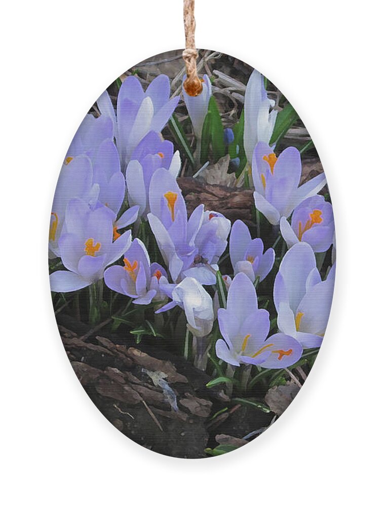 Crocus Ornament featuring the photograph Early Crocuses by Donald S Hall