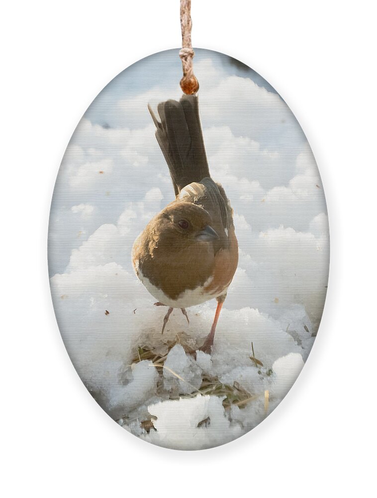 Rufous-sided Towhee Ornament featuring the photograph Eastern Towhee Poses for Photograph by Holden The Moment